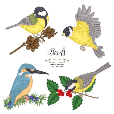 Renkli kuşlar koleksiyonu. Göğüsleri ve kingfisher bir dalı oturuyor. Vektör illüstrasyon. Vintage gravür tarzı.
