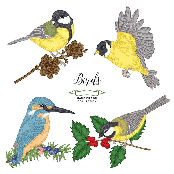 Koleksi burung berwarna-warni. Payudara dan kingfisher duduk di cabang. Vektor ilustrasi. Gaya engravir vintage  . Stok Ilustrasi Bebas Royalti