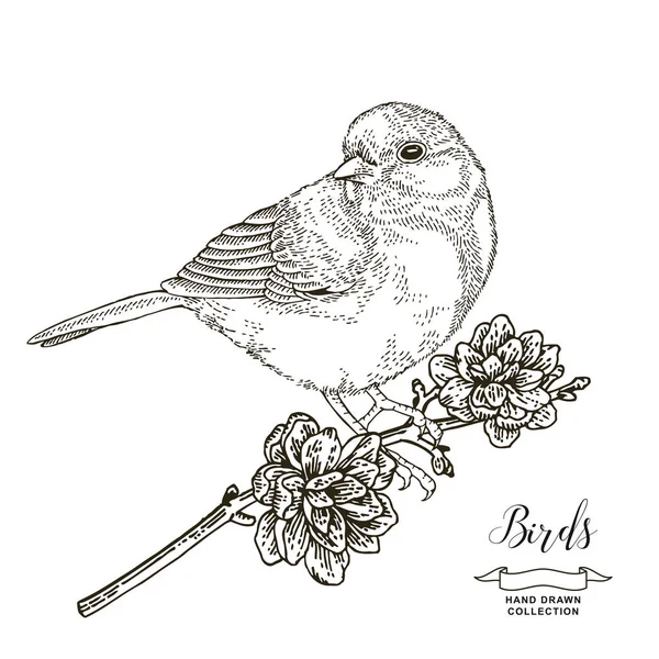 Oiseau assis sur une branche de pin. Poitrine dessinée. Illustration vectorielle. Style de gravure vintage . — Image vectorielle