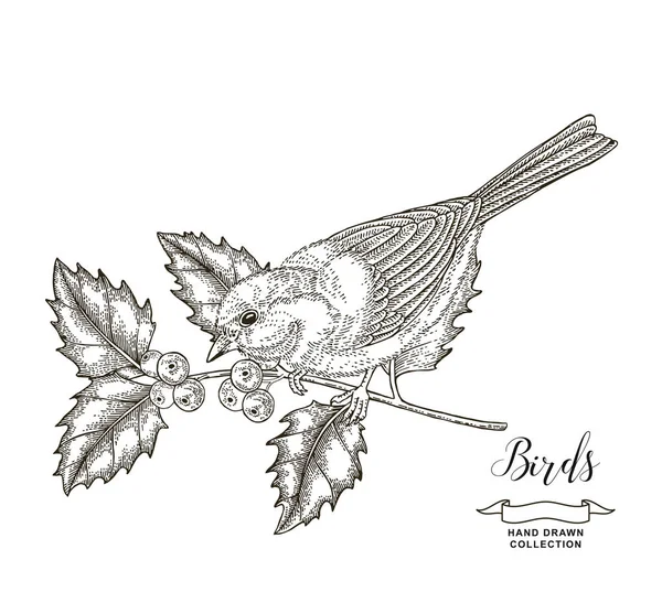 Pájaro sentado en una rama de acebo. Teta dibujada a mano. Ilustración vectorial. Estilo de grabado vintage . — Vector de stock