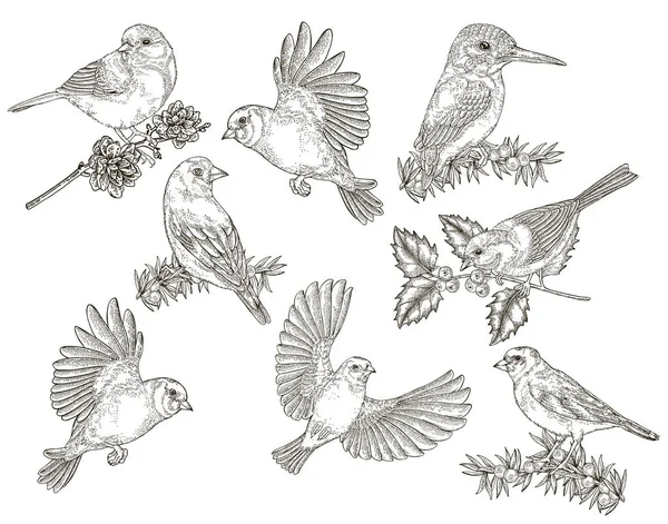 Colección de aves. Tetas, pinzones, jilgueros y martín pescador sentado en una rama. Ilustración vectorial. Estilo de grabado vintage . — Vector de stock