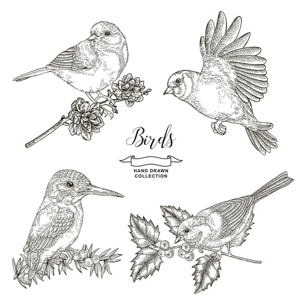 Collection d'oiseaux. Seins et martin pêcheur assis sur une branche. Illustration vectorielle. Style de gravure vintage . — Image vectorielle