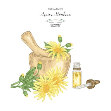 Arnica montana plant. Flowers of arnica with wooden mortar. Medical hebs collection. Vector illustration botanical. clipart