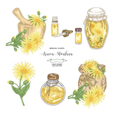 Arnica montana plant. Flowers of arnica, wooden mortar, textile bag and glass bottles. Medical hebs collection. Vector illustration botanical. clipart