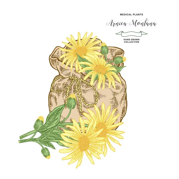 Arnica Montana plant. Fleurs d'arnica avec sac textile. Collecte de hèbes médicales. Illustration vectorielle botanique . — Image vectorielle