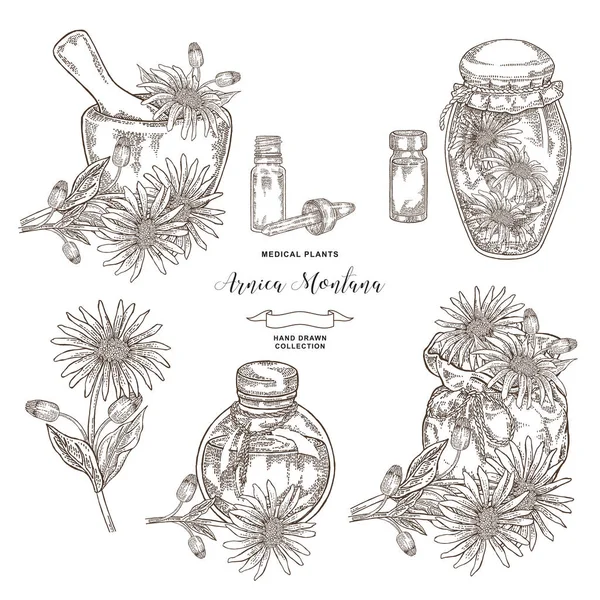 Arnica montana plant. Цветы арники, деревянный раствор, текстильная сумка и стеклянные бутылки. Коллекция медицинских хибов. Векторная иллюстрация ботаническая. Стиль гравировки . — стоковый вектор