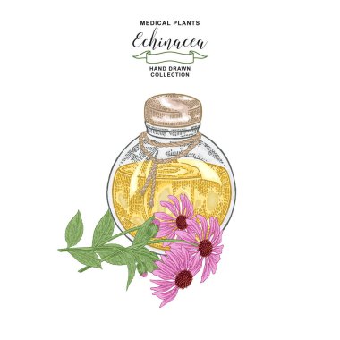 Ekinezya purpurea bitkisi. Ekinezya çiçekleri ve cam şişe. Tıbbi hebs koleksiyonu. Vektör illüstrasyon botanik. Vintage gravür.