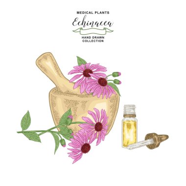 Ekinezya purpurea bitkisi. Ahşap harçta ekinezya çiçekleri. Tıbbi hebs koleksiyonu. Vektör illüstrasyon botanik. Vintage gravür.