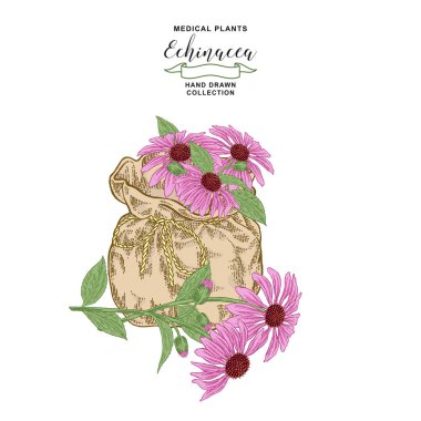 Ekinezya purpurea bitkisi. Ekinezya ve tekstil torbası çiçekleri. Tıbbi hebs koleksiyonu. Vektör illüstrasyon botanik. Vintage gravür.