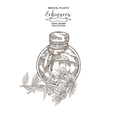 Ekinezya purpurea bitkisi. Ekinezya çiçekleri ve cam şişe. Tıbbi hebs koleksiyonu. Vektör illüstrasyon siyah ve beyaz. Vintage gravür.