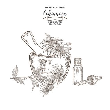 Ekinezya purpurea bitkisi. Ahşap harçta ekinezya çiçekleri. Tıbbi hebs koleksiyonu. Vektör illüstrasyon siyah ve beyaz. Vintage gravür.
