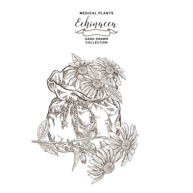 Ekinezya purpurea bitkisi. Ekinezya ve tekstil torbası çiçekleri. Tıbbi hebs koleksiyonu. Vektör illüstrasyon siyah ve beyaz. Vintage gravür.