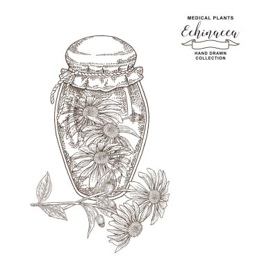 Ekinezya purpurea bitkisi. Ekinezya cam kavanoz çiçekleri. Tıbbi hebs koleksiyonu. Vektör illüstrasyon siyah ve beyaz. Vintage gravür.