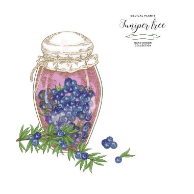 Ardıç ağacı dalı. Cam kavanozda Ardıç renkli meyveleri. Elle çizilmiş tıbbi bitkiler. Vektör illüstrasyon botanik. Gravür stili.