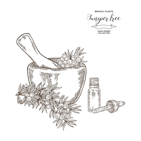 Juniper tree branch. Berries of Juniper in wooden mortar. Hand drawn medical plants. Vector illustration botanical. Engraving style. — Stock Vector