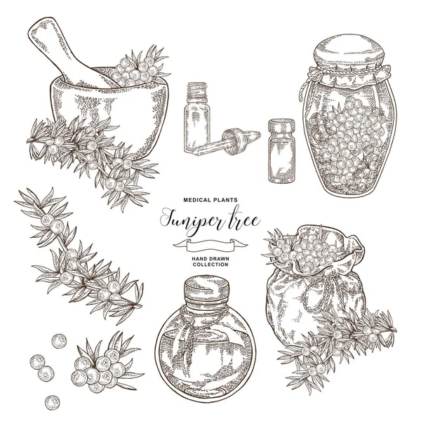 Wacholderzweig. Wacholderbeeren mit Glasflaschen und Gläsern. handgezeichnete Heilpflanzen. Vektorillustration botanisch. Gravurstil. — Stockvektor