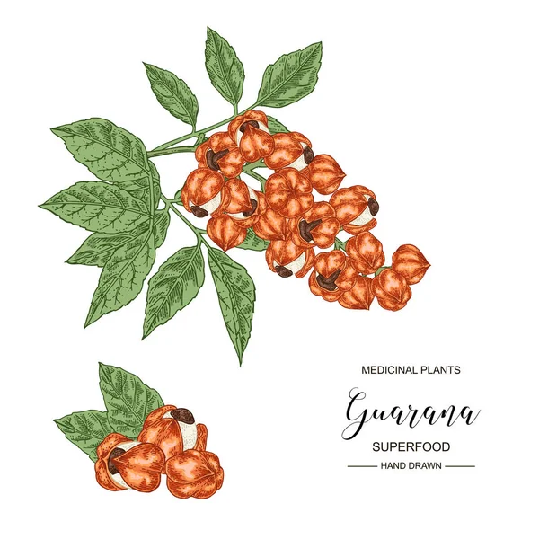 Owoce guarany. Ręcznie rysowane oddział guarana. Kolekcja roślin medycznych. Pożywienie. Wektor ilustracja botaniczny. — Wektor stockowy