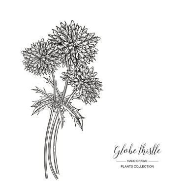 Download Globe Thistle Premium Vector Download For Commercial Use Format Eps Cdr Ai Svg Vector Illustration Graphic Art Design Yellowimages Mockups