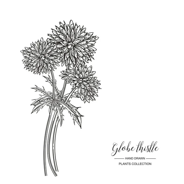 Globe bogáncs virágok izolált fehér háttér. Gyógynövények gyűjtemény. Vektoros illusztráció vésett. Fekete-fehér. — Stock Vector