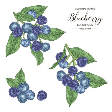 Yaban mersini seti. Beyaz arka plan üzerinde izole yaban mersini el çizilmiş dalı. Tıbbi bitkiler koleksiyonu. Superfood. Vektör illüstrasyon botanik. 