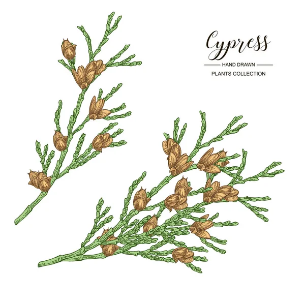Cypress ágak kúpok elszigetelt fehér háttér. Kézzel rajzolt örökzöld növény. Vektoros illusztráció gravírozott. — Stock Vector