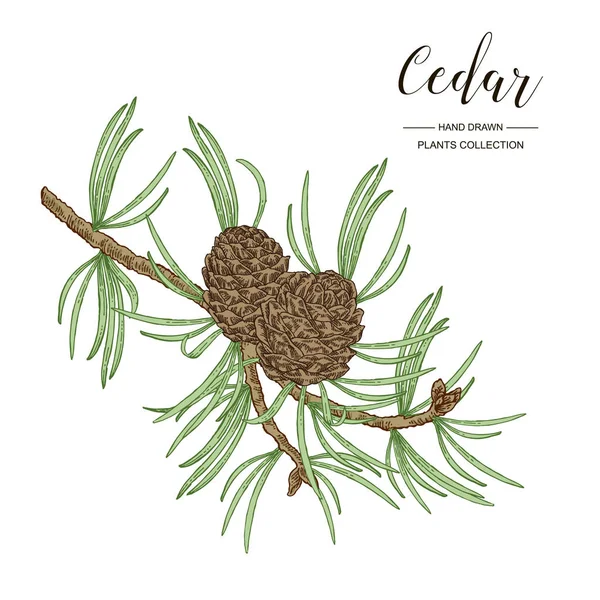 Cedar branch. Colorful cedar tree with cones isolated on white background. Vector illustration engraved.