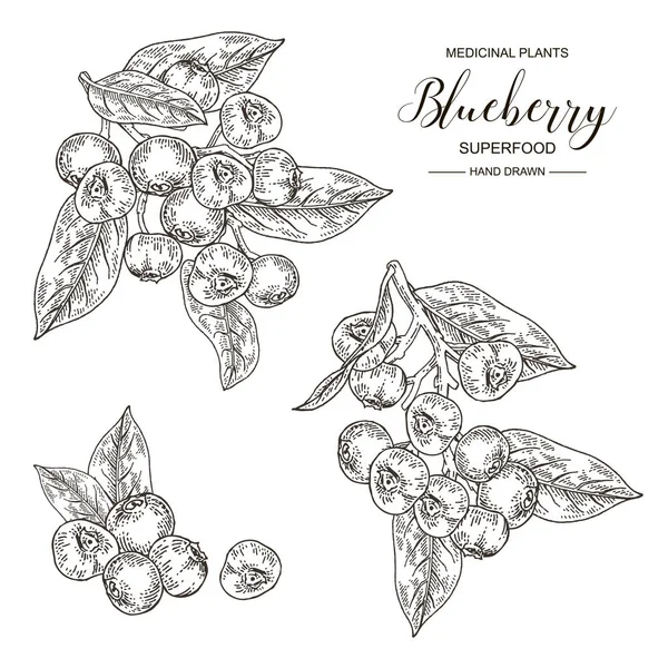 Blueberry set. Hand getekende tak van Blueberry geïsoleerd op witte achtergrond. Medische planten collectie. Superfood. Vector illustratie gegraveerd. — Stockvector
