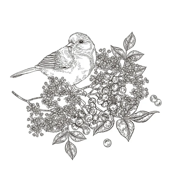Komposition med fågel och blommor. Vacker fågel som sitter på en gren av den äldre. Titmouse och fläderblommor handritade. Vektor illustration vintage. Gravitationsstil. — Stock vektor