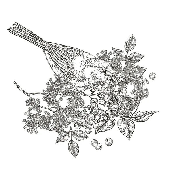 Composición con pájaro y flores. Hermoso pájaro sentado en la rama mayor. Titmouse y flores de saúco dibujados a mano. Ilustración vectorial vintage. Estilo de grabado . — Vector de stock