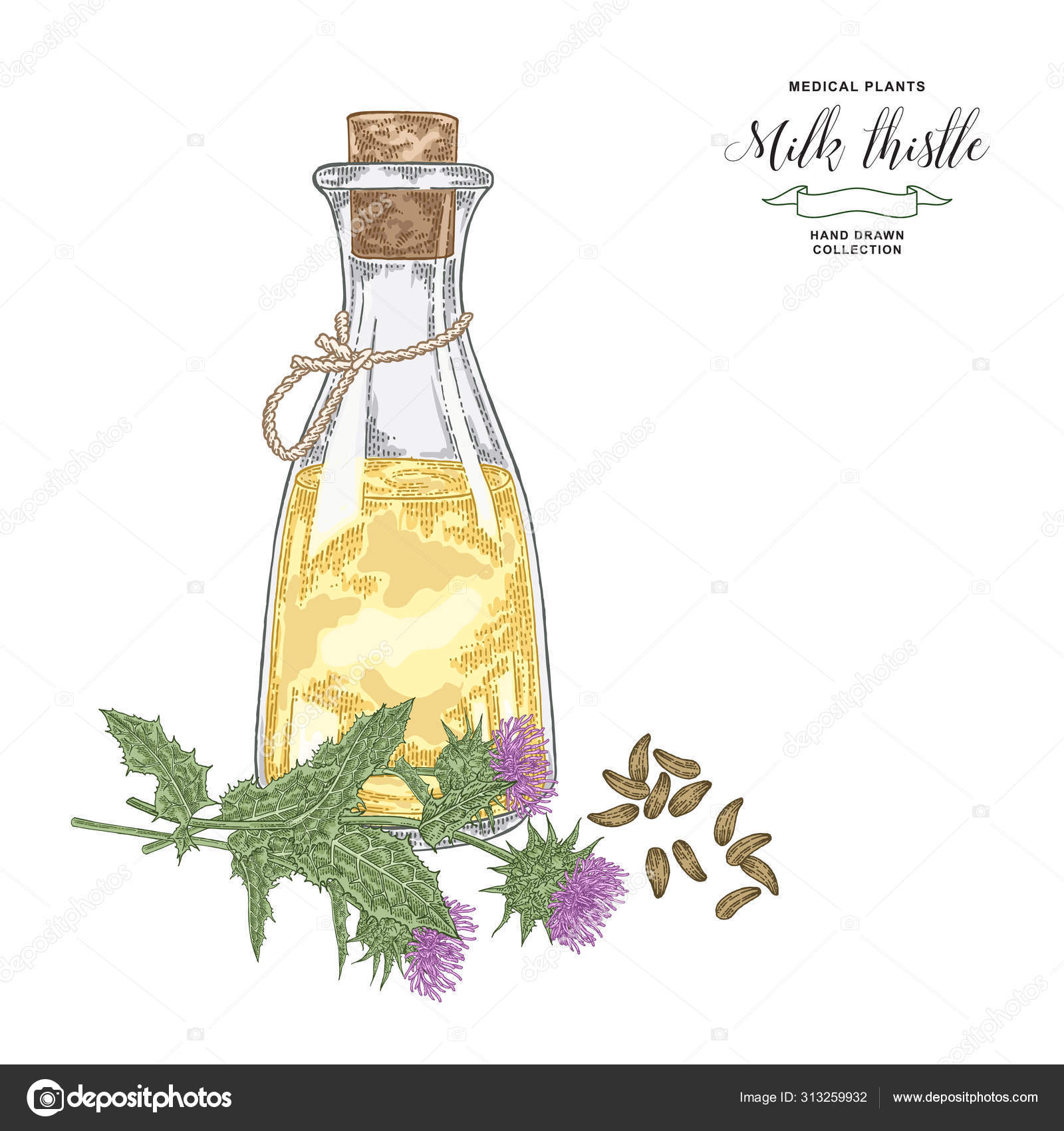 Botanical Illustration Milk Thistle Drawing