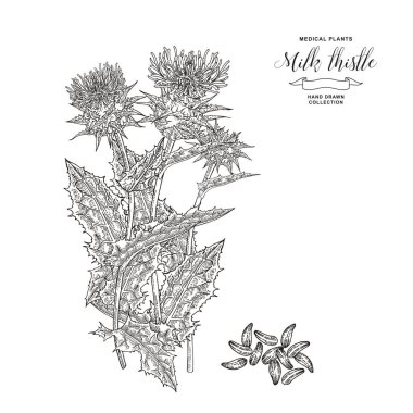 Devedikeni sütü elle çizilmiş. Devedikeni çiçekleri ve tohumları beyaz arka planda izole edilmiş. Tıbbî bakteri koleksiyonu. Oymalı vektör illüstrasyonu.