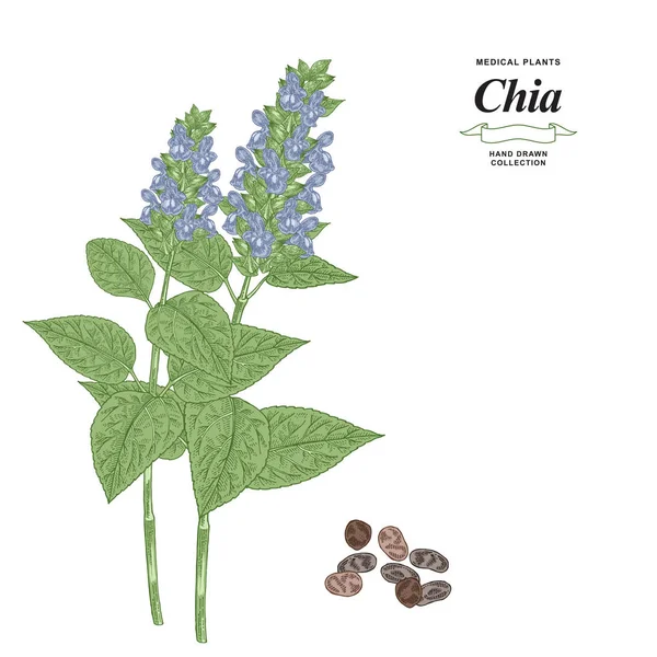 Chia planta mão desenhada. Flores coloridas de chia e sementes isoladas em fundo branco. Coleção de gerbos medicinais. Ilustração vetorial . — Vetor de Stock