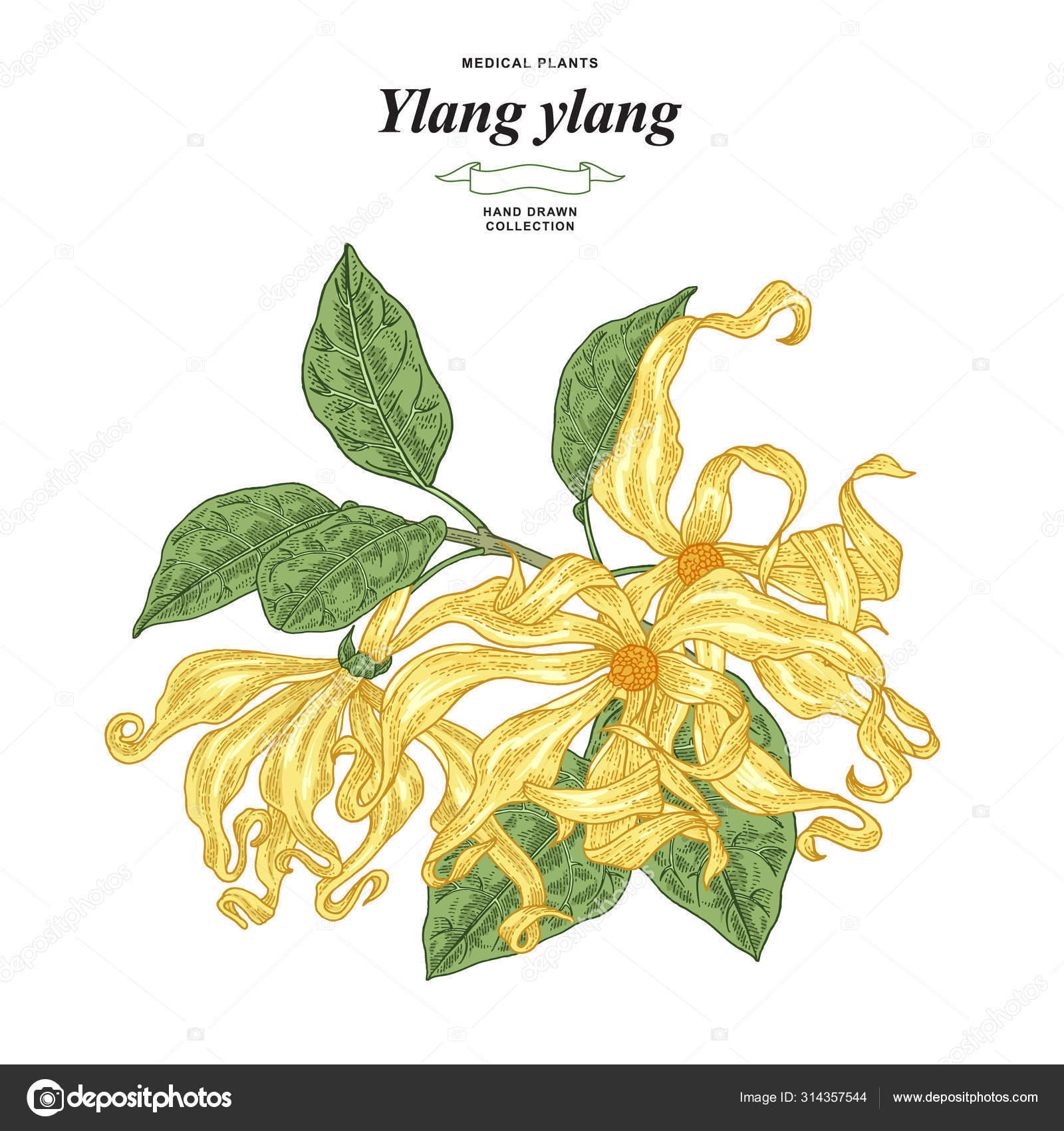 Ylang-ylang flowers and leaves. Hand drawn branch ylang or Cananga tree  isolated on white background. Medical plants collection. Vector  illustration. Stock Vector by ©Jka 314357544