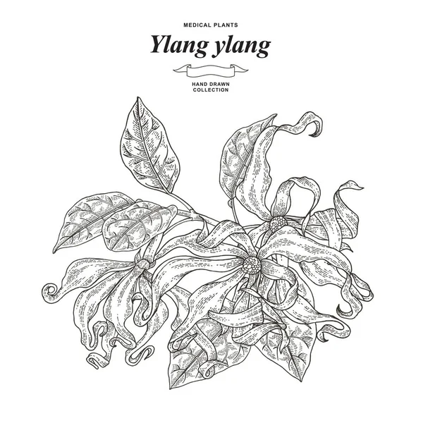 Іланг-іланг квітів і листя. Рука намальована гілка іланга або дерево кананга ізольовано на білому тлі. Колекція медичних рослин. Векторні ілюстрації гравіровані . Ліцензійні Стокові Ілюстрації
