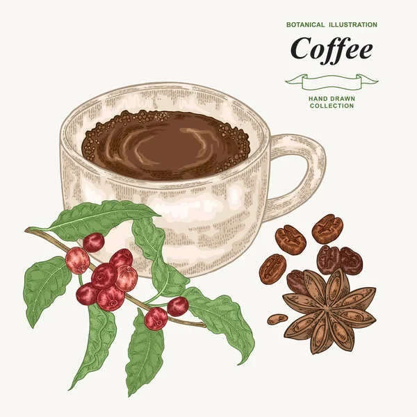 Secangkir kopi dengan biji-bijian dan bunga karang. Tangan digambar Cabang kopi dengan daun dan berry matang. Vektor ilustrasi. Gaya engravir berwarna . - Stok Vektor