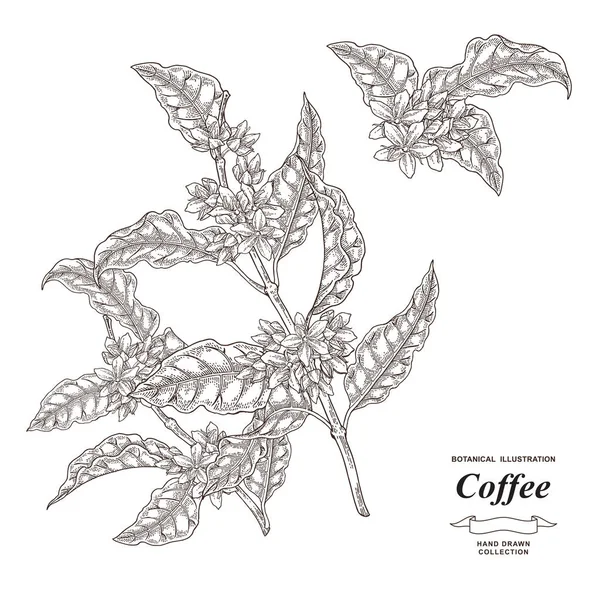 Rama de café con flores. Cafetero dibujado a mano aislado sobre fondo blanco. Ilustración vectorial. Estilo de grabado . — Archivo Imágenes Vectoriales
