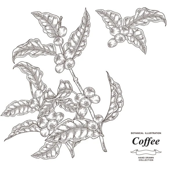 Rama de café con frutas. Cafetero dibujado a mano aislado sobre fondo blanco. Ilustración vectorial. Estilo de grabado . — Archivo Imágenes Vectoriales