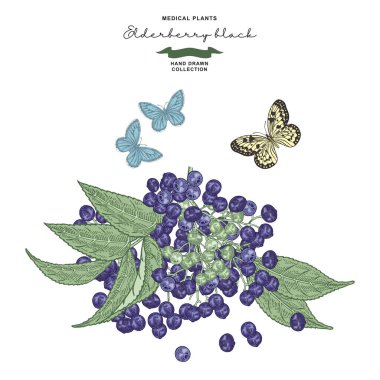 Mürver dalı beyazın üzerinde izole edilmiş. Sambucus, yaşlı böğürtlenler elle çizilmiş. Vektör çizimi botanik. Renkli oyma biçimi.