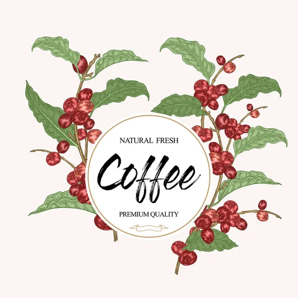 Kaffebakgrund Kaffe Grenar Med Blad Och Kaffebönor Vektorillustration Färgglada Skiss — Stock vektor