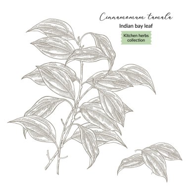 Hint defne yaprağı bitki vektör çizimi. Tarçınlı tamala yaprakları. Mutfak bitkileri elle çizilmiş..