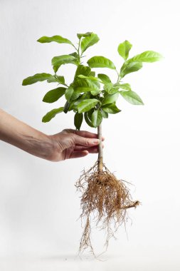 Cutting roots of a lemon tree isolated on a white background. Lemon tree root system. clipart
