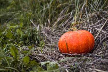 Açık hava bahçesinde saman ve yeşil çimenli parlak turuncu balkabağı. Balkabağının kıvırcık sapı var. Sol tarafta metnin için kopyalama alanı var.