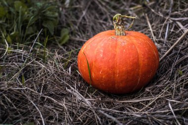 Saman ve yeşil çimenlerin üzerinde parlak turuncu balkabağı. Balkabağının kıvırcık sapı var. Sol tarafta metnin için kopyalama alanı var.