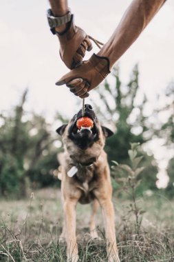 Köpek ısırır. Köpeklere dikkat et. Bir insan dostu. Evcil hayvan sahibini korur. Belçika Malenua 'sı