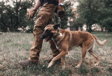 Belçikalı Malinois sahibinin tasmasıyla dolaşıyor. Köpek eğitimi. Doğa insanın dostudur. Parkta bir evcil hayvanla yürü.