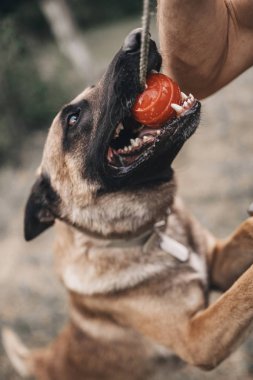Belçika Malinois Köpek Eğitimi. Zıplayan bir köpek bir adamı ısırır. Suçlulara karşı ev sahipliği saldırısı. Polis köpeği.