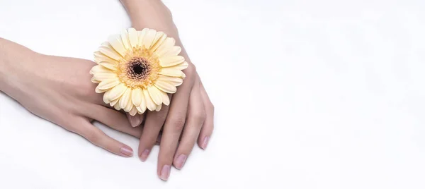 Mãos Femininas Com Flor Isolada Fundo Branco — Fotografia de Stock