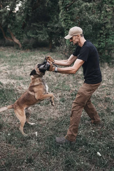Belgian Malinois Dog Training. A jumping dog bites a man. Host protection attack on criminal. Police dog