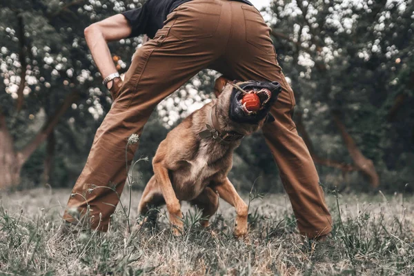 The dog bites. Be aware of dogs. Friend of human. Pet protects the owner. Belgian Malinois