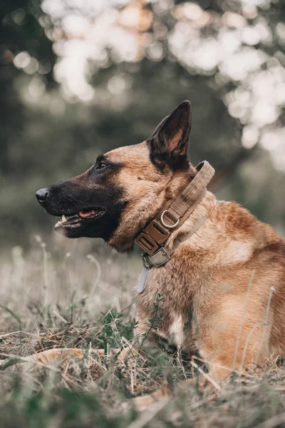 Malinois Marrom Belga Está Deitado Grama Parque Natureza Livre Retrato — Fotografia de Stock